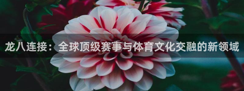 南宫NG娱乐：龙八连接：全球顶级赛事与体育文化交融的新领域