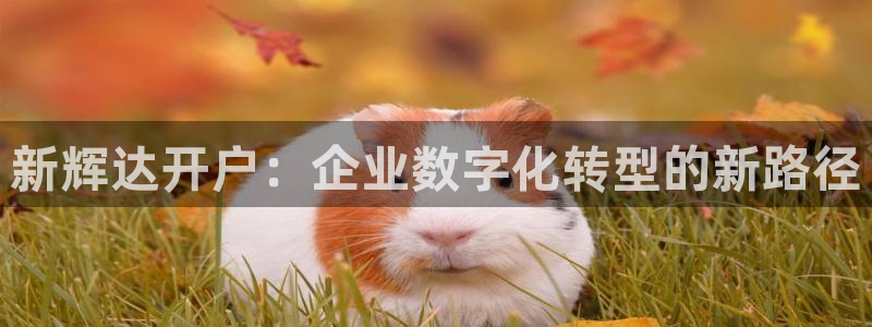 南宫NG平台官方入口：新辉达开户：企业数字化转型的新路径